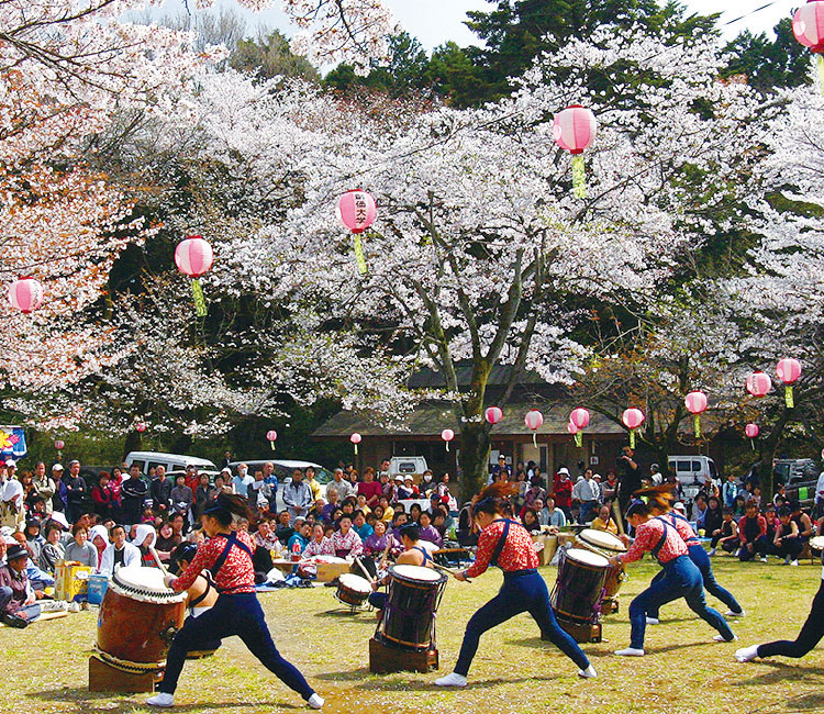 Takiyama Castle Ruins Cherry Blossom Festival