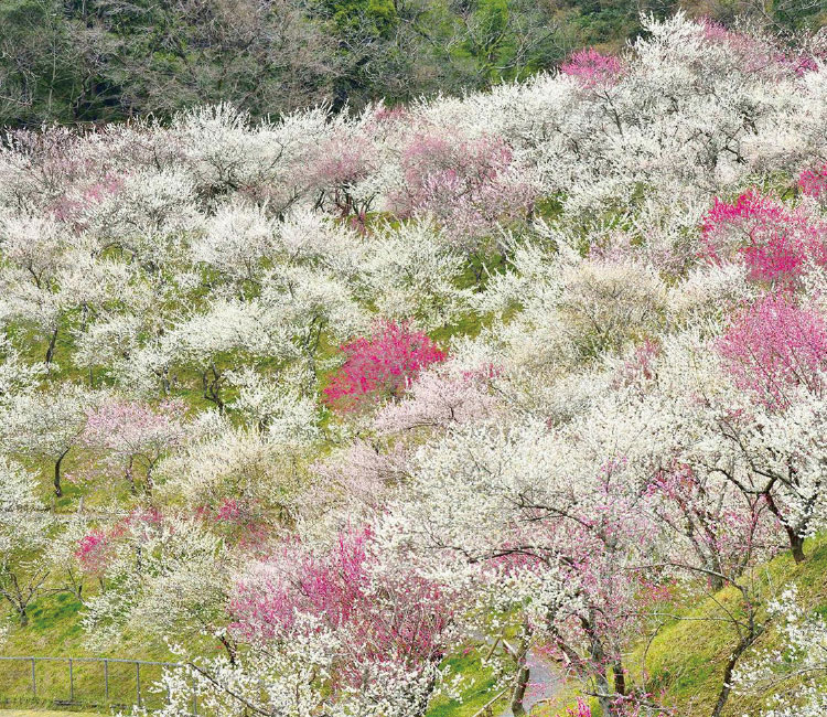 Takao Plum Village Festival