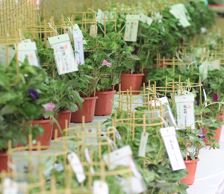 Hachioji Summer Market(Morning Glory Market)